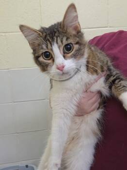 Rescue Domestic Medium Hair and Domestic Short Hair Cats for Adoption in Chesapeake, Virginia - Emberly | PetCurious