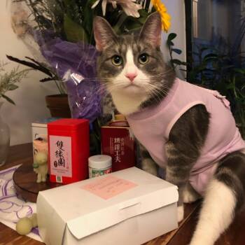 Rescue Domestic Short Hair Cats for Adoption - Puddles | PetCurious