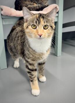 Domestic Short Hair Cats Available for Adoption in Kalamazoo, Michigan - Possum | PetCurious