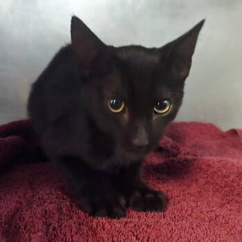 Ink -  Domestic Short Hair Cat for Adoption in San Jacinto, California - Ink | PetCurious