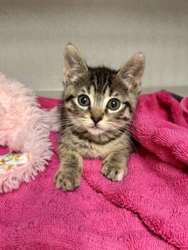 -Nona -  Tabby and Domestic Short Hair Cat for Adoption in Red Bluff, California - -Nona | PetCurious