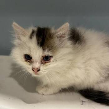 Alice -  Domestic Medium Hair Cat for Adoption in Chattanooga, Tennessee - Alice | PetCurious