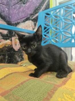 Cheerios -  Domestic Short Hair Cat for Adoption in Savannah, Georgia - Cheerios | PetCurious