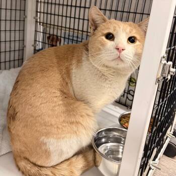 Domestic Short Hair Cats Available for Adoption - Pot Of Gold | PetCurious