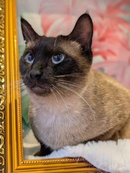 Siamese and Domestic Short Hair Cats Available for Adoption - Kenya | PetCurious