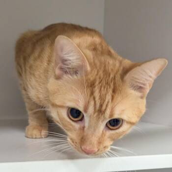 Paddie -  Domestic Short Hair Cat for Adoption in Jeffersonville, Indiana - Paddie | PetCurious