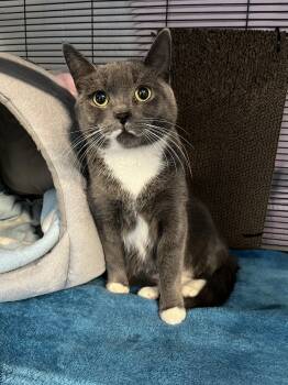 Faye -  Domestic Short Hair Cat for Adoption in Toronto, Ontario - Faye | PetCurious