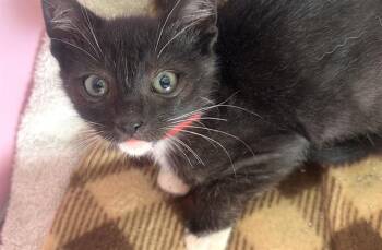 RANDY -  Domestic Short Hair Cat for Adoption in Camarillo, California - RANDY | PetCurious