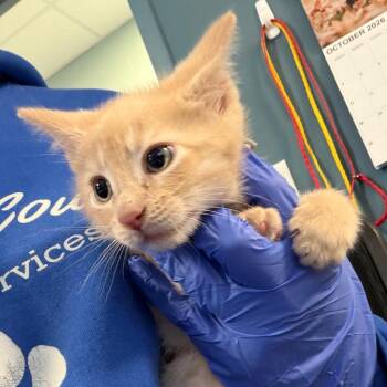 Catnip -  Domestic Short Hair Cat for Adoption in Greensboro, North Carolina - Catnip | PetCurious