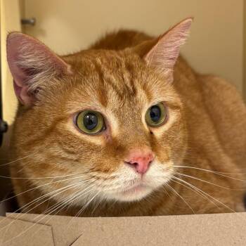 Maxine -  Domestic Short Hair Cat for Adoption in Naperville, Illinois - Maxine | PetCurious