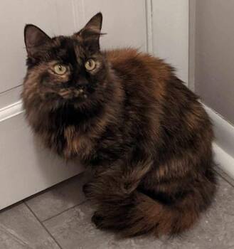 Bitty Kitty -  Domestic Short Hair and Domestic Medium Hair Cat Available for Adoption in South Bend, Indiana - Bitty Kitty | PetCurious