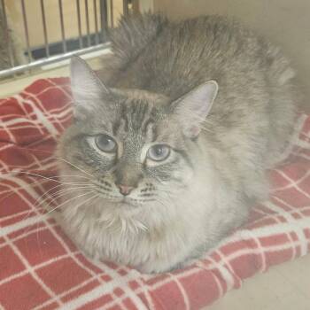 Kai -  Siamese Cat for Adoption in Las Vegas, Nevada - Kai | PetCurious