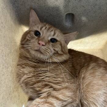 Rescue Domestic Short Hair Cats for Adoption in Lyndhurst, Virginia - Burke | PetCurious