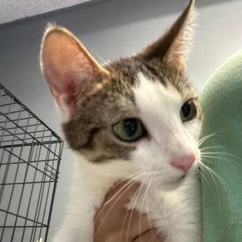 Domestic Short Hair Cats Available for Adoption in Summerlee, West Virginia - Fo | PetCurious