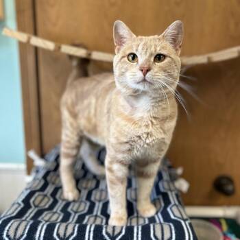 Domestic Short Hair Cats Available for Adoption in Fargo, North Dakota - Rigatoni | PetCurious