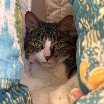 Ingrid -  Domestic Short Hair Cat for Adoption in Durham, North Carolina - Ingrid | PetCurious