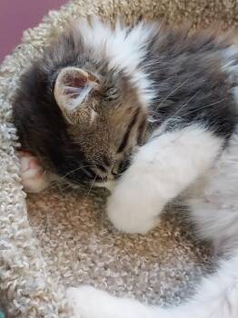 Dinkle * IN FOSTER * -  Domestic Long Hair Cat for Adoption in South Bend, Indiana - Dinkle * IN FOSTER * | PetCurious