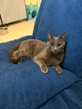 Buddy -  Russian Blue and Tabby Cat for Adoption in Windy Hills, Kentucky - Buddy | PetCurious