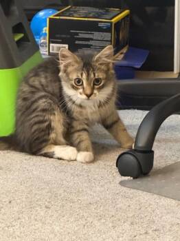 Marv -  Domestic Medium Hair Cat for Adoption - Marv | PetCurious
