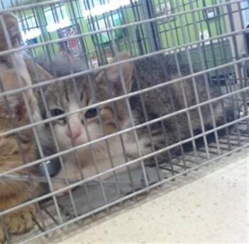 TAJIN -  Domestic Short Hair Cat for Adoption in Louisville, Kentucky - TAJIN | PetCurious