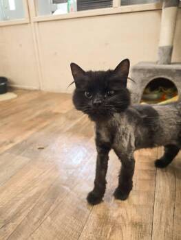 Domestic Long Hair Cats Available for Adoption in Prineville, Oregon - Nacho | PetCurious
