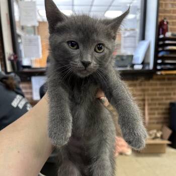 Domestic Short Hair Cats Available for Adoption in Birmingham, Alabama - Rowan | PetCurious
