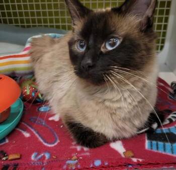 Rosie Posie -  Domestic Long Hair and Siamese Cat for Adoption in Kansas City, Missouri - Rosie Posie | PetCurious