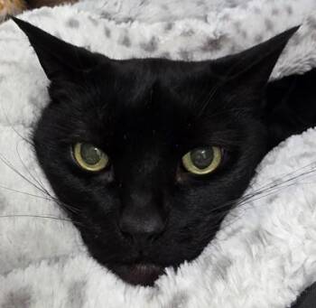 Domestic Short Hair Cats Available for Adoption - Anubus | PetCurious