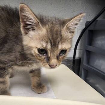 Catalina -  Domestic Short Hair Cat for Adoption in Greenville, South Carolina - Catalina | PetCurious