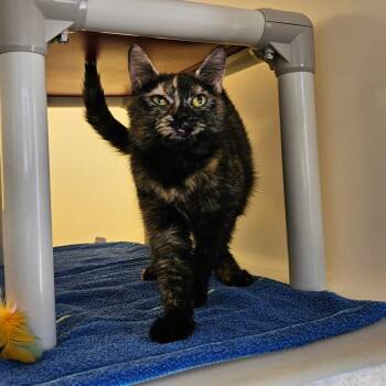 Jenna -  Domestic Short Hair Cat Available for Adoption in Harrisonburg, Virginia - Jenna | PetCurious