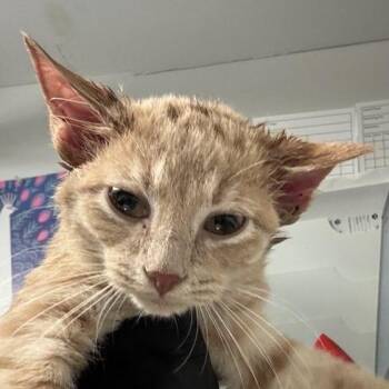 Emerald -  Domestic Short Hair Cat for Adoption in New York, New York - Emerald | PetCurious