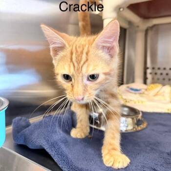 Crackle -  Domestic Short Hair Cat for Adoption in Knoxville, Tennessee - Crackle | PetCurious