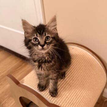 Chewie -  Domestic Medium Hair Cat for Adoption in Harrisonburg, Virginia - Chewie | PetCurious
