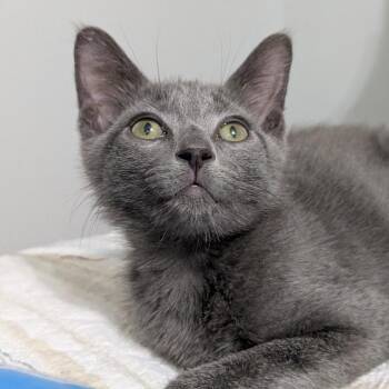 Ted -  Domestic Short Hair Cat for Adoption in Lakewood, California - Ted | PetCurious