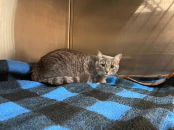 Minerva -  Domestic Short Hair Cat for Adoption in Mount Pleasant, South Carolina - Minerva | PetCurious