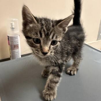 King -  Domestic Short Hair Cat for Adoption in Reno, Nevada - King | PetCurious