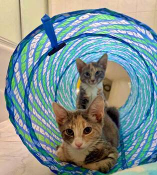 Lucy -  Domestic Short Hair Cat for Adoption in Oradell, New Jersey - Lucy | PetCurious