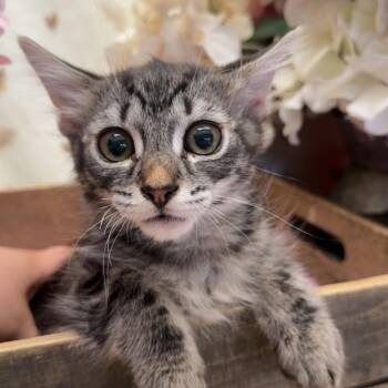 McCartney -  Domestic Long Hair Cat for Adoption in Newberg, Oregon - McCartney | PetCurious