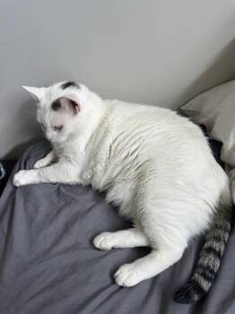 Flabby Gabby -  Domestic Short Hair Cat for Adoption in Aurora, Indiana - Flabby Gabby | PetCurious