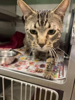 Domestic Short Hair Cats Available for Adoption in Fort Worth, Texas - Capt. Gantu | PetCurious