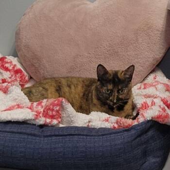 Lilli -  Domestic Short Hair Cat for Adoption in Mooresville, North Carolina - Lilli | PetCurious
