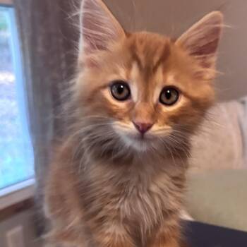 Wing -  Domestic Long Hair Cat for Adoption in Chattanooga, Tennessee - Wing | PetCurious