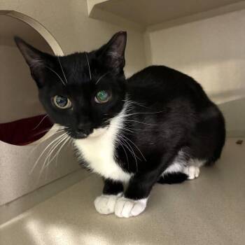 Vivian (2026) -  Domestic Short Hair Cat for Adoption in Skokie, Illinois - Vivian (2026) | PetCurious