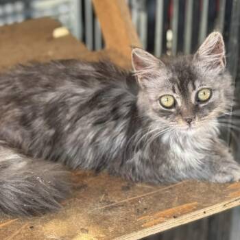 Buttercup -  Maine Coon Cat for Adoption in Brampton, Ontario - Buttercup | PetCurious