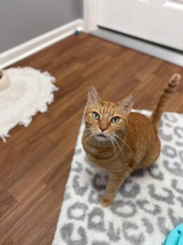 Flint -  Tabby Cat for Adoption in Lovingston, Virginia - Flint | PetCurious