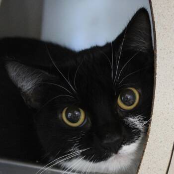 Kai -  Domestic Short Hair Cat for Adoption in Gloucester, Virginia - Kai | PetCurious
