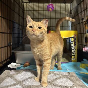 Thomas -  Domestic Short Hair Cat for Adoption in Ben Avon, Pennsylvania - Thomas | PetCurious