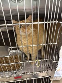 Fb-09 -  Domestic Short Hair Cat for Adoption in Lawrenceville, Georgia - Fb-09 | PetCurious