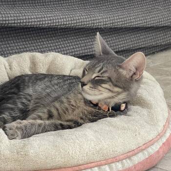 Corbin -  Domestic Short Hair Cat for Adoption in Las Vegas, Nevada - Corbin | PetCurious