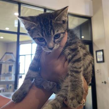 Tetra -  Domestic Short Hair Cat for Adoption in Goleta, California - Tetra | PetCurious